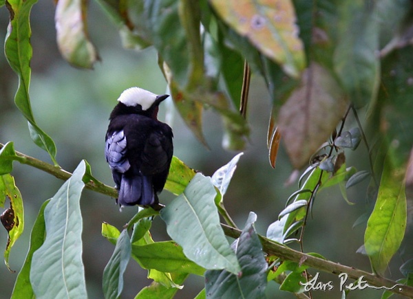 White-capped Tanager